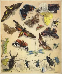 Insects